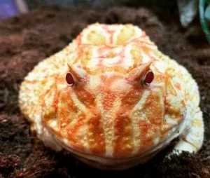 Peran Ekologis Kodok Pacman Albino dalam Ekosistem