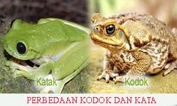 Perbedaan Kodok Pacman Albino dengan Kodok Biasa dari Segi Morfologi