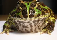 perbedaan kodok pacman jantan dan betina: Morfologi Fisik yang Membeda