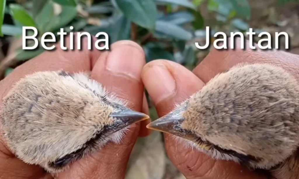 perbedaan kodok pacman jantan dan betina: Perilaku Sosial dan Reproduksi