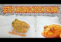perlengkapan wajib untuk kandang kodok Pac-Man: Panduan Lengkap