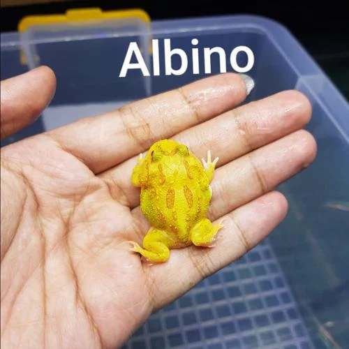 Pertimbangan Pembeli dalam Menentukan Nilai Kodok Pacman Albino