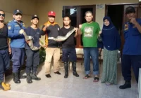 Petugas Evakuasi Biawak yang Bersarang di Rumah Warga di Tangerang