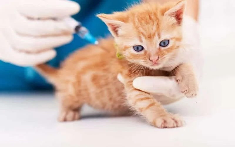 Rangkuman Pilihan Tempat Vaksinasi Kucing Murah di Jakarta