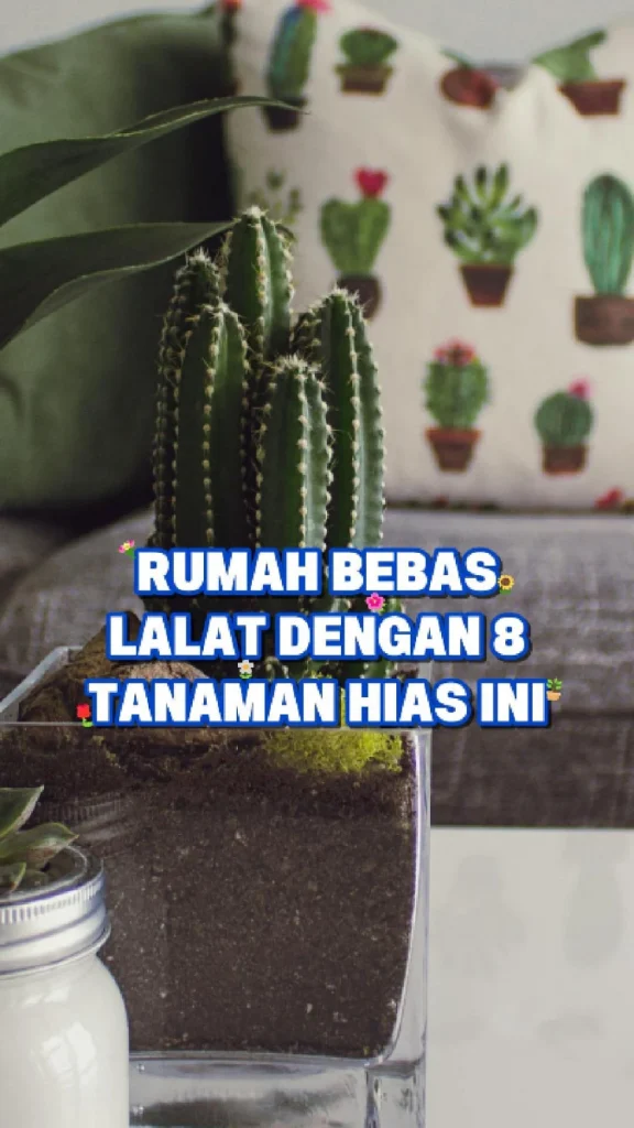 Rumah Bebas Lalat dengan 8 Tanaman Hias Ini