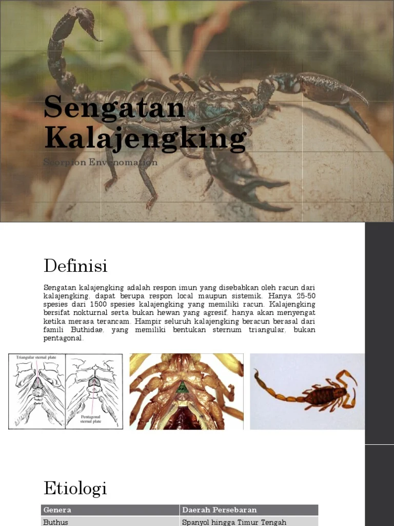 Sengatan Kalajengking | PDF