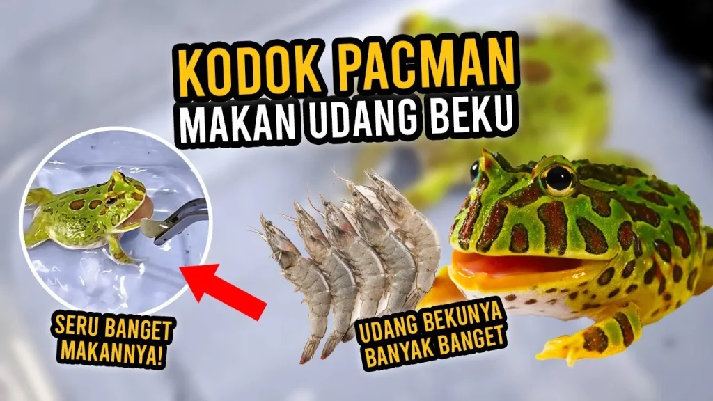 Seperti Biasa Jadwal Ngasih Makan Kodok Pacman - YouTube