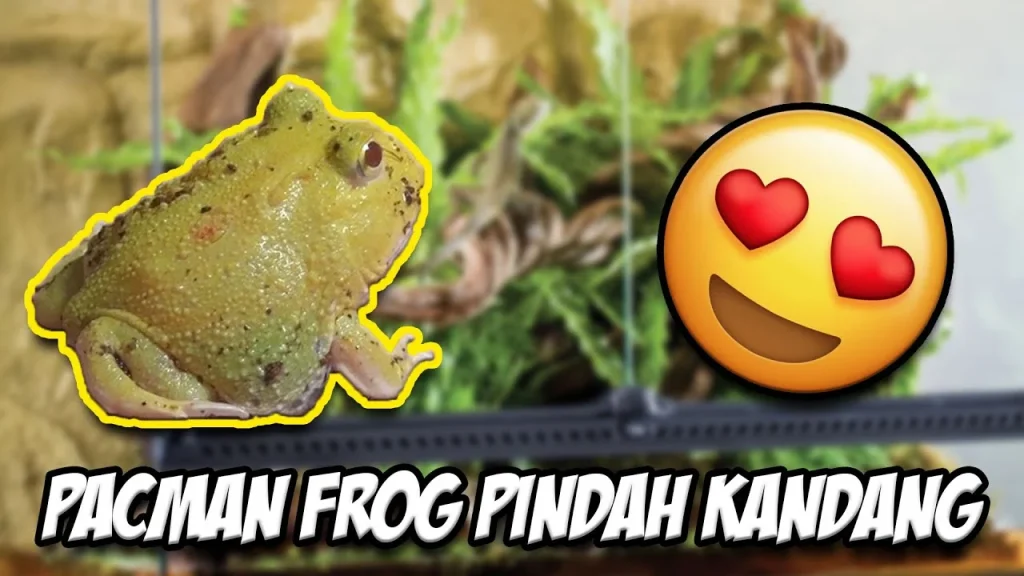 SETUP KANDANG PACMAN FROG SPOTLESS!! - YouTube