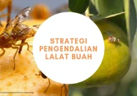 Strategi Pengendalian Lalat Buah Pada Jeruk - YouTube