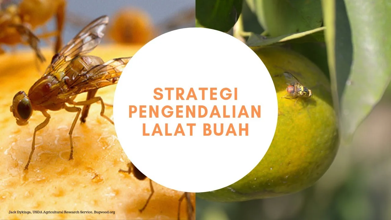 Strategi Pengendalian Lalat Buah Pada Jeruk - YouTube