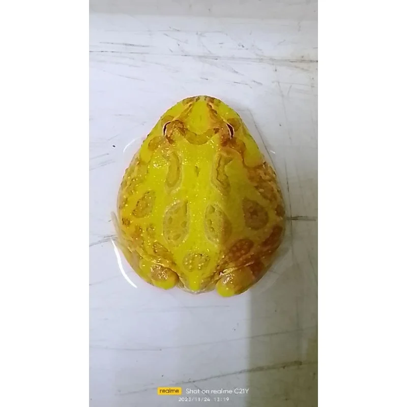 Strategi Utama dalam reproduksi kodok pacman albino di penangkaran