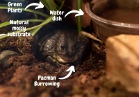 suhu ideal habitat kodok pacman: rentang suhu yang tepat
