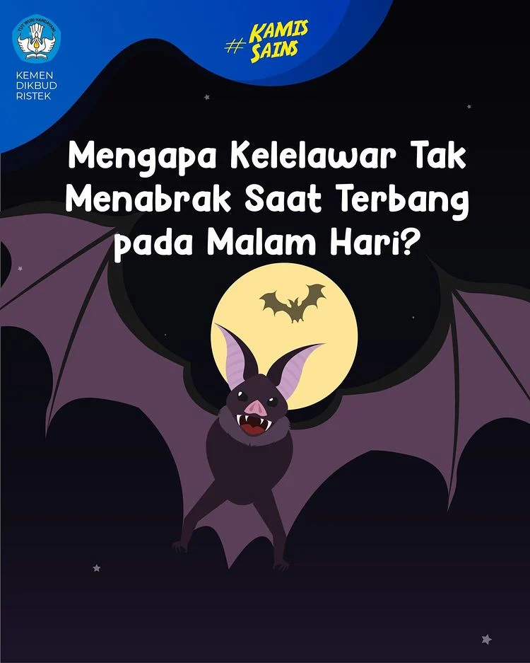 Tahukah Mengapa Kelelawar Tidak Menabrak Saat Terbang Pada Malam Hari