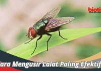 Tips Ampuh Cara Mengusir Lalat di Rumah - LKomBis