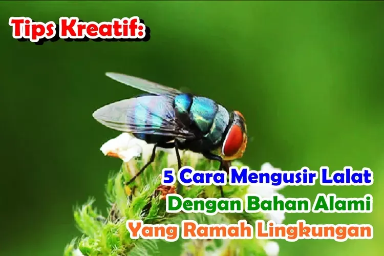Tips Kreatif: 5 Cara Mengusir Lalat dengan Bahan Alami yang Ramah