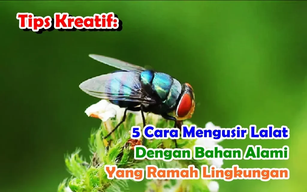 Tips Kreatif: 5 Cara Mengusir Lalat dengan Bahan Alami yang Ramah