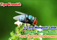 Tips Kreatif: 5 Cara Mengusir Lalat dengan Bahan Alami yang Ramah