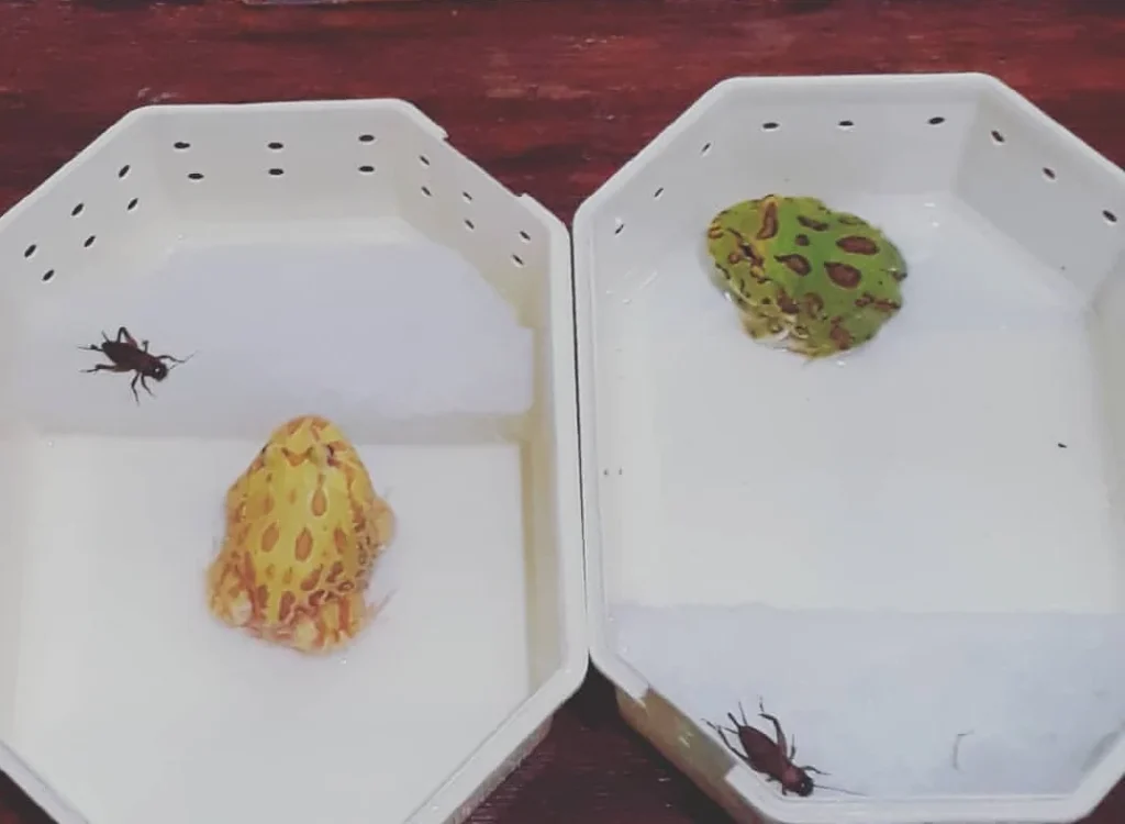 Tips Memelihara Kodok Pacman Untuk Pemula - minipetcare