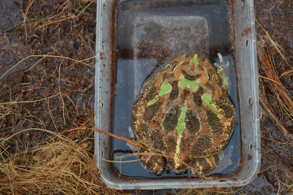 Tips Memelihara Kodok Pacman Untuk Pemula - minipetcare