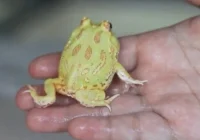 Tips Memilih Tank yang Cocok untuk Kodok Pacman Albino: Ukuran dan Bentuk