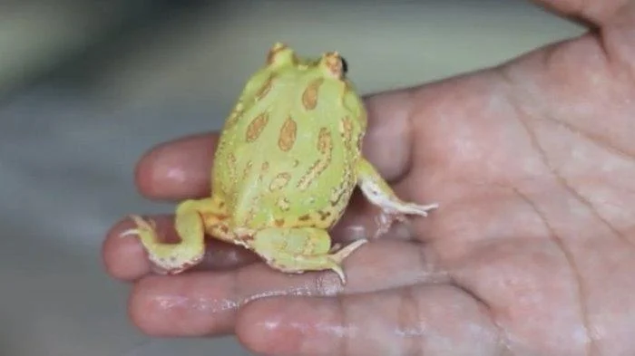 Tips Memilih Tank yang Cocok untuk Kodok Pacman Albino: Ukuran dan Bentuk