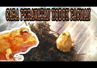 tips merawat kodak pacman baby: Panduan Lengkap Perawatan