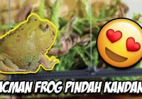 tips perawatan kodok di kandang bertema Pac-Man