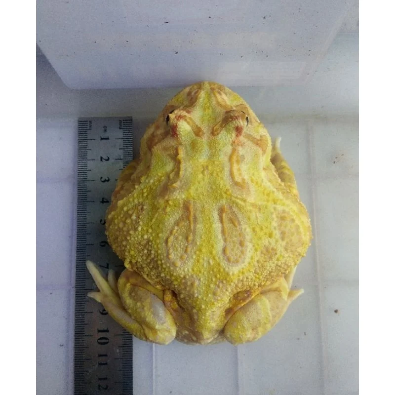 Tips Praktis Memaksimalkan Nilai Jual Kodok Pacman Albino