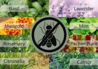 Top 5 Cara Mengusir Lalat di Rumah yang Ampuh & Cepat! - Rumahku Unik