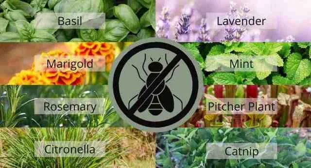 Top 5 Cara Mengusir Lalat di Rumah yang Ampuh & Cepat! - Rumahku Unik