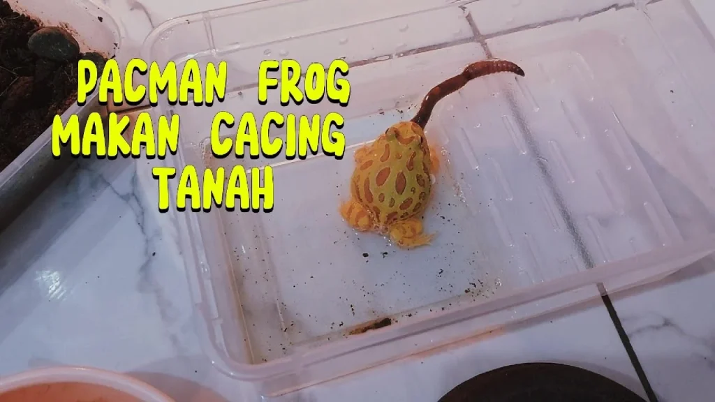 TUTORIAL PACMAN FROG MAKAN CACING TANAH | FEEDING TIME - YouTube