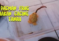TUTORIAL PACMAN FROG MAKAN CACING TANAH | FEEDING TIME - YouTube