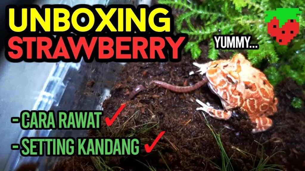 UNBOXING STRAWBERRY | UNBOXING, CARA RAWAT DAN SETTING KANDANG KODOK