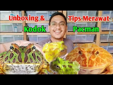 Unboxing & Tips Merawat Kodok Pacman || REPTILE ZONE - YouTube