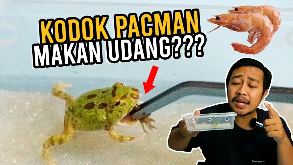 UPDATE KODOK PACMAN! Hand Feeding Udang Pakan untuk Kodok Pacman - YouTube