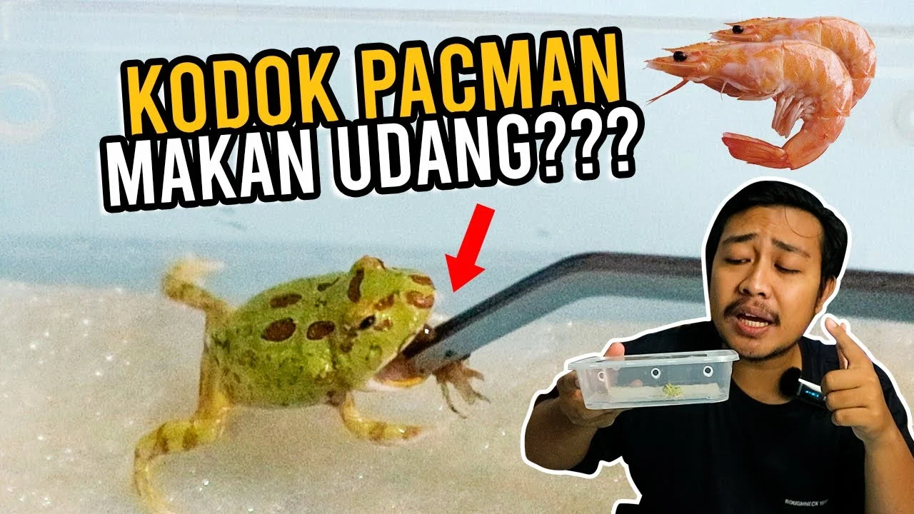 UPDATE KODOK PACMAN! Hand Feeding Udang Pakan untuk Kodok Pacman - YouTube
