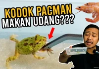 UPDATE KODOK PACMAN! Hand Feeding Udang Pakan untuk Kodok Pacman - YouTube