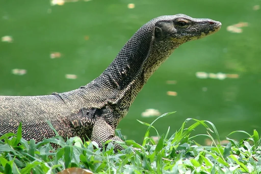 Waspada Serangan Biawak ke Rumah: Ini Cara Efektif Mengatasi dan