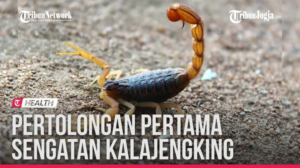 YANG HARUS ANDA LAKUKAN KETIKA DISENGAT KALAJENGKING - YouTube
