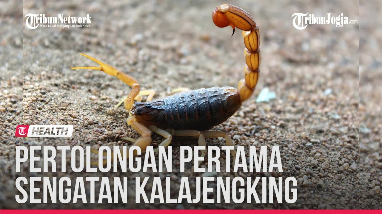 YANG HARUS ANDA LAKUKAN KETIKA DISENGAT KALAJENGKING - YouTube