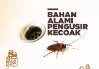 Bagaimana Mengusir Kecoa Secara Cepat dengan Bahan Dapur: Pendekatan Praktis