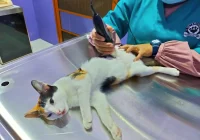 Berapa Lama Pemulihan Kucing Setelah Operasi Steril dan Biaya Tambahan: Panduan Lengkap