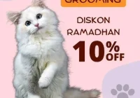 Berbagai Bentuk Promo Grooming Kucing Musim Liburan