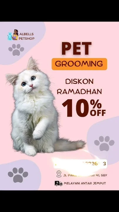 Berbagai Bentuk Promo Grooming Kucing Musim Liburan