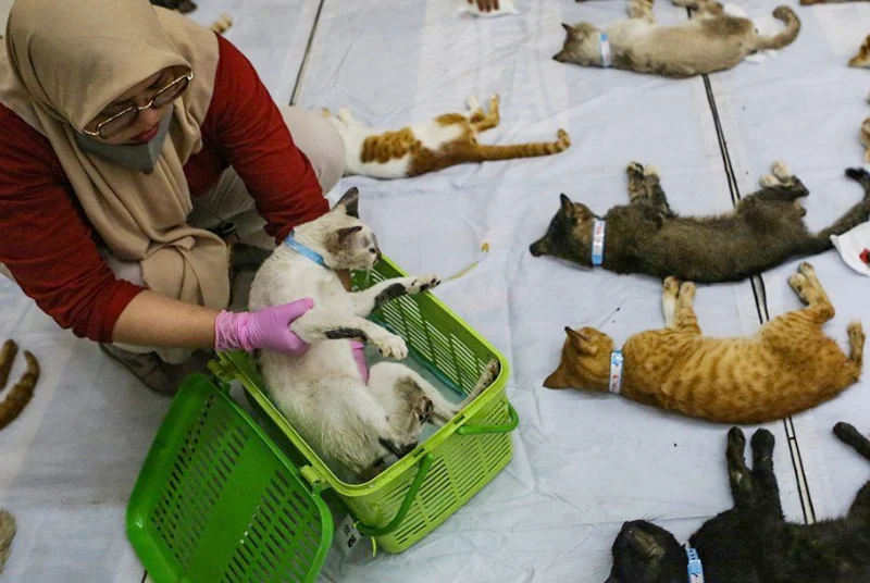 Biaya dan Faktor‑faktor yang Mempengaruhi Harga paket steril kucing betina lengkap