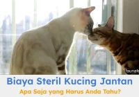 Biaya Steril Kucing di Jakarta: Apa Saja yang Perlu Diketahui?