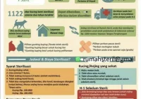 Biaya Steril Kucing Indoor vs Outdoor: Analisis Komprehensif
