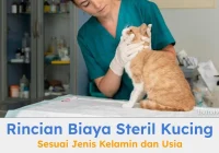 Biaya Steril Kucing Kampung dan Perawatan Setelahnya: Rincian Lengkap