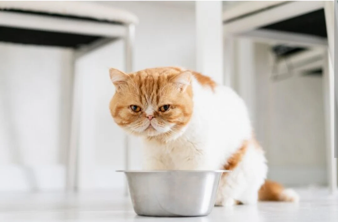 cara menyimpan makanan kucing premium terbaik agar tahan lama: prinsip dasar yang harus dipahami