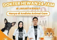 dokter hewan 24 jam di daerah Kebayoran: Pilihan Terbaik untuk Penanganan Darurat